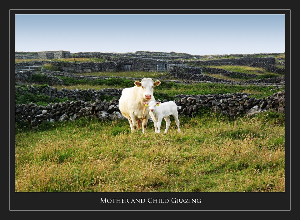 Mother & Child Grazing