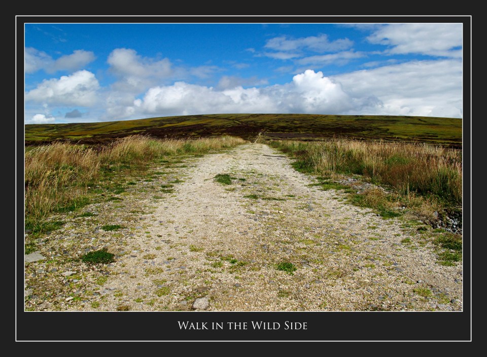 Walk in the Wild Side