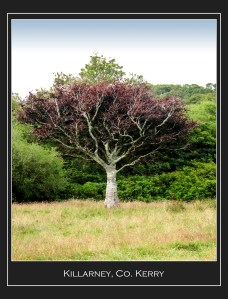 Killarney Scene